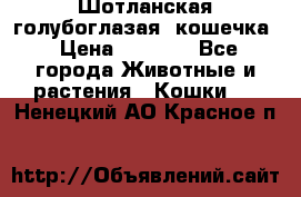 Шотланская голубоглазая  кошечка › Цена ­ 5 000 - Все города Животные и растения » Кошки   . Ненецкий АО,Красное п.